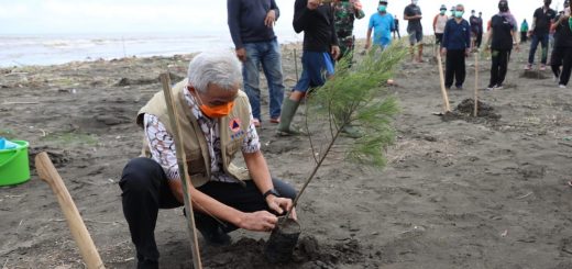 Gubernur Jateng Ganjar Pranowo secara simbolis pohon cemara laut menandai gerakan menanaman pohon.
