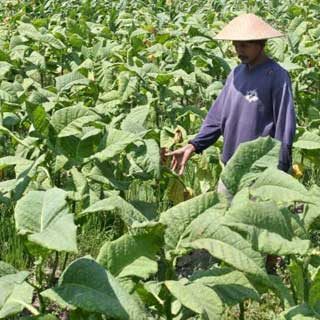 Seorang petani mengamati kebun tembakaunya yang tumbuh subur