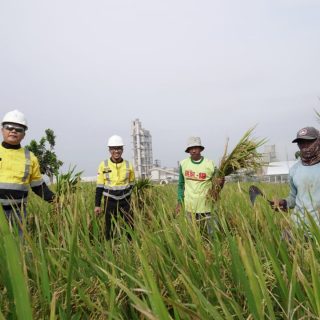 PT Semen Gresik melalui program Semen Gresik Sahabat Petani melakukan panen raya padi Gogo di lahan Izin Pinjam Pakai Kawasan Hutan (IPPKH) milik Semen Indonesia Persero (Tbk) yang berada di area operasional PT Semen Gresik Pabrik Rembang.