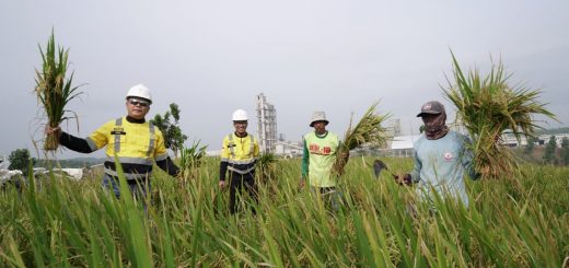 PT Semen Gresik melalui program Semen Gresik Sahabat Petani melakukan panen raya padi Gogo di lahan Izin Pinjam Pakai Kawasan Hutan (IPPKH) milik Semen Indonesia Persero (Tbk) yang berada di area operasional PT Semen Gresik Pabrik Rembang.