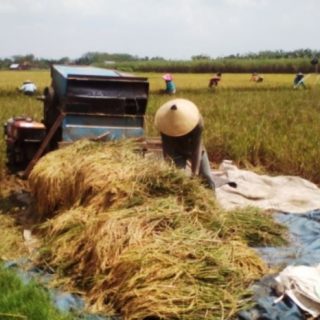 Panen padi raya yang menjadi idaman-idaman para petani, tahun ini tidak disambut dengan suka cita, lantaran pemerintah berencana untuk mengimpor 1 juta ton beras.
