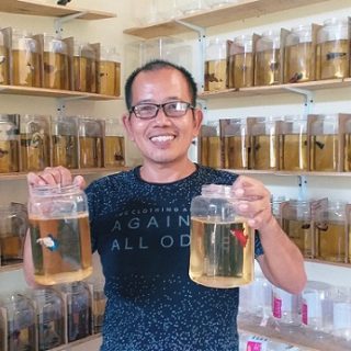 Erwin dan berbagai aneka warna cupang yang berada di galerinya.