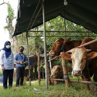 General Manager of CSR SIG, Edy Saraya (paling kiri) bersama Lurah Sidomoro Christina Triandajani (kedua dari kiri), melihat kondisi hewan kurban di Peternakan Sapi Haji Munir, Desa Dahanrejo, Gresik.