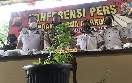 Polisi menunjukkan barang bukti berupa pohon ganja yang ditanam di pot.