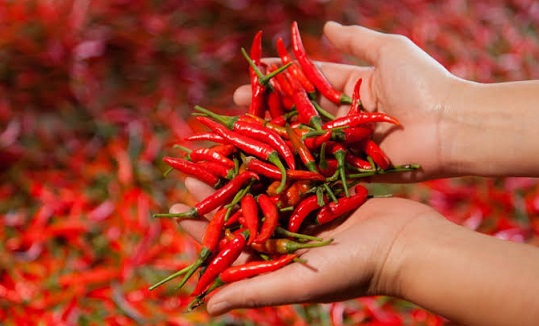 Awal.id, Harga Cabai Anjlok, Stabilkan Harga Cabai, Peneliti CIPS, Cold Chain Sektor Pertanian