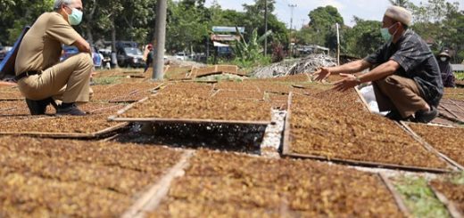 Gubernur Ganjar Pranowo menyapa petani asal Wonosobo yang sedang menjemur tembakau di Temanggung, Senin (6/9)