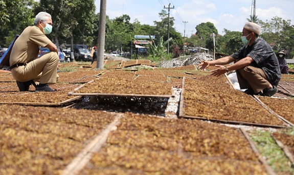Gubernur Ganjar Pranowo menyapa petani asal Wonosobo yang sedang menjemur tembakau di Temanggung, Senin (6/9)