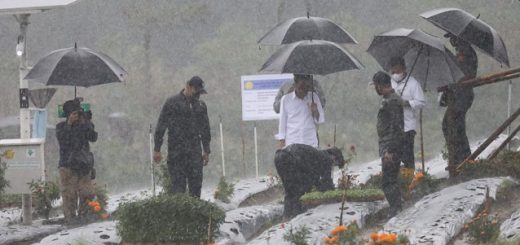 Presiden Jokowi didampingi Gubernur Jateng, Ganjar Pranowo, meninjau dan melakukan penanaman cabai, bawang putih dan sejumlah bibit hortikultura lainnya di Wonosobo
