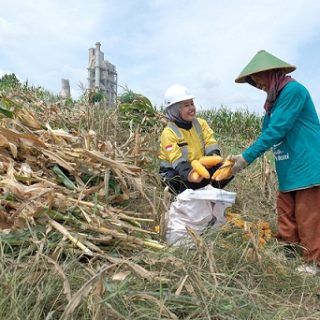 Petani sanggem melakukan panen tanaman jagung di lahan Semen Gresik.