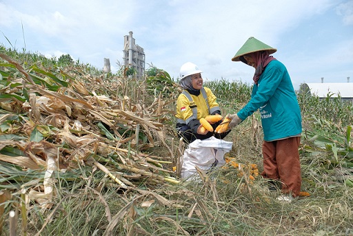 Petani sanggem melakukan panen tanaman jagung di lahan Semen Gresik.