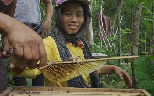 Proses pengambilan madu milik Aklis Nurdiansyah, pemilik usaha Wijaya Madu Borobudur, yang produksi dipesan sampai luar negeri
