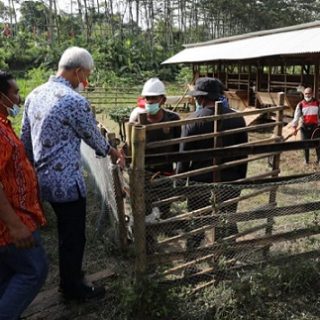Gubernur Jateng, Ganjar Pranowo, meninjau Kelompok Ternak Muda Mandiri di Kelurahan Kandri, Kecamatan Gunungpati, Kota Semarang, Selasa (17/5)