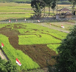 Hamparan tanaman padi yang membentuk “lukisan” Proklamator Ir Soekarno di Kampung Wisata Dewi Sri, Lodji Londo, Bergas Lor, Kabupaten Semarang, Selasa (28/6). Karya itu meramaikan upacara wiwitan yang juga dihadiri langsung Gubernur Jawa Tengah, Ganjar Pranowo