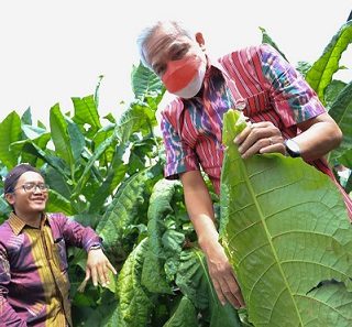 Gubernur Jateng Ganjar Pranowo memetik daun tembakau menandai masa panen di Lereng Sindoro, Selasa (9/8/2022)