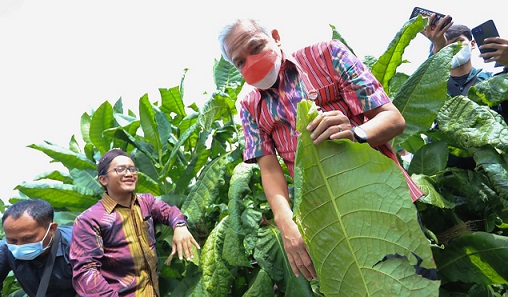 Gubernur Jateng Ganjar Pranowo memetik daun tembakau menandai masa panen di Lereng Sindoro, Selasa (9/8/2022)