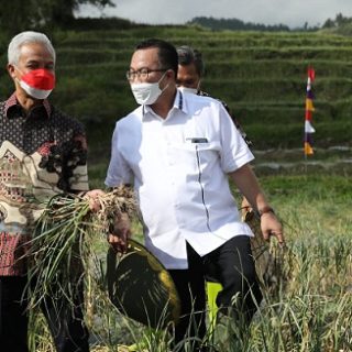 BAWANG PUTIH. Deputi Gubernur BI, Aida S Budiman dan Gubernur Jateng Ganjar Pranowo memimpin panen bawah putih bersama petani di Desa Tuwel, Kecamatan Bojong, Kabupaten Tegal, Jumat (12/8/2022). Ganjar juga meresmikan Learning Center Bawang Putih