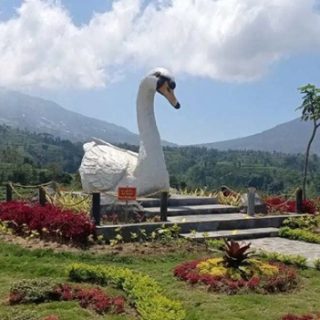 IKON. Angsa Mengeram atau Banyak Angkrem menjadi ikon di lokasi wisata alam Gunung Gupak, Kabupaten Magelang