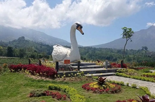 IKON. Angsa Mengeram atau Banyak Angkrem menjadi ikon di lokasi wisata alam Gunung Gupak, Kabupaten Magelang