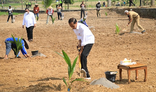 KEPALA GENJAH. Presiden Jokowi melakukan kunjungan kerja di Desa Giriroto, Boyolali. Bersama para petani setempat, Jokowi melakukan penanaman kelapa genjah dan tanaman sela, Kamis (11/8)