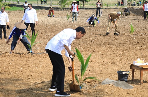 MENANAM. Presiden Jokowi dan Gubernur Jawa Tengah, Ganjar Pranowo, bersama belasan petani Boyolali menanam kelapa genjah, Kamis (11/8)