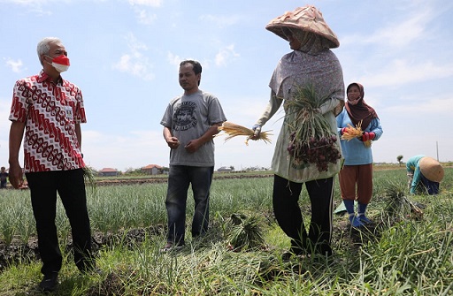 LAHAN BAWANG MERAH. Gubernur Jawa Tengah, Ganjar Pranowo melihat lahan bawang merah di Desa Krasak, Kecamatan Brebes, Kabupaten Brebes, Rabu (14/9). Ganjar juga melakukan dialog dengan Gapoktan Umbul Makmur Wiyono  