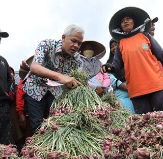 Gubernur Jawa Tengah, Ganjar Pranowo mengikuti panen bawang bersama petani Brebes, Rabu (2/11)