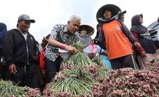 Gubernur Jawa Tengah, Ganjar Pranowo mengikuti panen bawang bersama petani Brebes, Rabu (2/11)