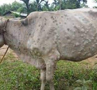 Contoh kondisi hewan yang terserang penyakit Lumpy Skin Disease (LSD)