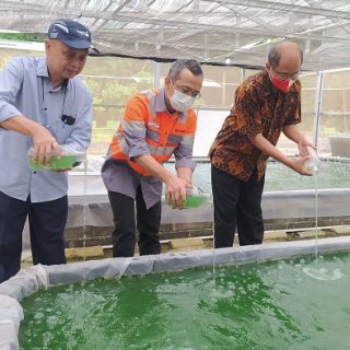 SVP Sustainability Office SIG, Oepoyo Prakoso (kanan), General Manager SBI Pabrik Cilacap, Istifaul Amin (tengah) dan Direktur Center Of Excellence for Microalgae Biorefinery Pusat Studi Energi UGM, Prof. Ir. Arief Budiman, D.Eng., IPU (kiri) menabur benih Mikroalga yang menandai dimulainya  program pengembangan Mikroalga untuk dekarbonisasi.