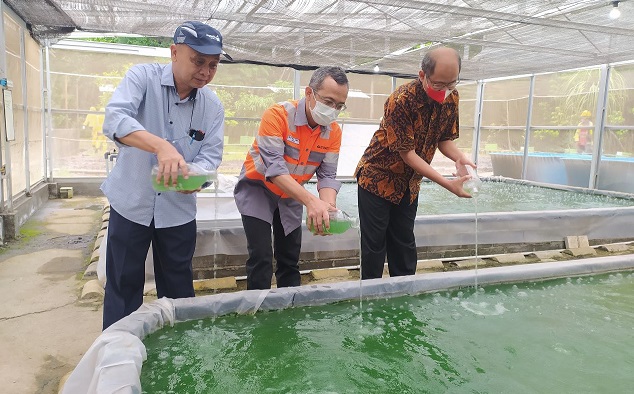 SVP Sustainability Office SIG, Oepoyo Prakoso (kanan), General Manager SBI Pabrik Cilacap, Istifaul Amin (tengah) dan Direktur Center Of Excellence for Microalgae Biorefinery Pusat Studi Energi UGM, Prof. Ir. Arief Budiman, D.Eng., IPU (kiri) menabur benih Mikroalga yang menandai dimulainya  program pengembangan Mikroalga untuk dekarbonisasi.