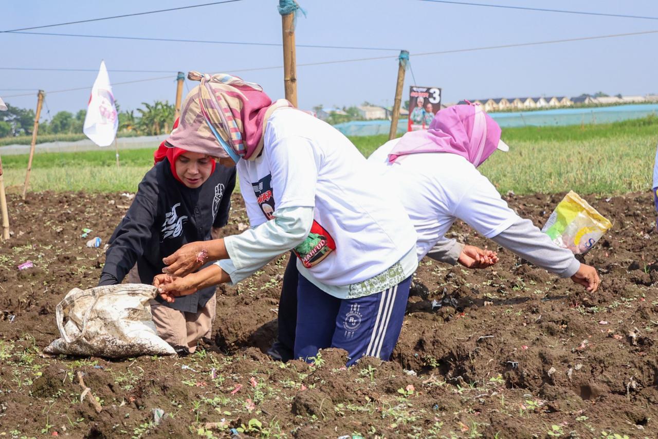 Siti Atikoh Suprianti, istri Calon Presiden RI Ganjar Pranowo menanam bawang bersama para petani perempuan di Desa Kalisalam, Kecamatan Dringu, Probolinggo, Jumat (26/1/2024)