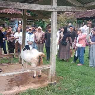 Kegiatan Outing Class yang diikuti 80 mahasiswa Program Studi Pariwisata Universitas Semarang (USM), berlangsung di Desa Wisata Nglanggeran, Kabupaten Gunungkidul, Yogyakarta, pada 2-3 Desember 2024. Para mahasiswa mendapatkan beberapa edukasi, salah satunya terkait peternakan kambing etawa