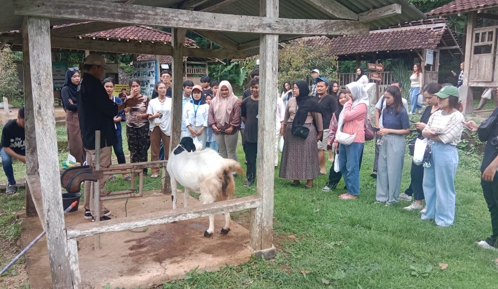 Kegiatan Outing Class yang diikuti 80 mahasiswa Program Studi Pariwisata Universitas Semarang (USM), berlangsung di Desa Wisata Nglanggeran, Kabupaten Gunungkidul, Yogyakarta, pada 2-3 Desember 2024. Para mahasiswa mendapatkan beberapa edukasi, salah satunya terkait peternakan kambing etawa