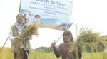 Harga Gabah Terjaga, BULOG Serap 3 Juta Ton Hasil Panen Petani