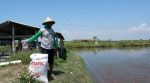 Setahun Setelah Electrifying Marine, Petani Tambak Pati Rasakan Efisiensi dan Produktivitas yang Lebih Baik