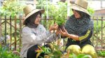 PLN Indonesia Power Perkuat Pemberdayaan Perempuan Pesisir lewat Urban Farming Ramah Lingkungan